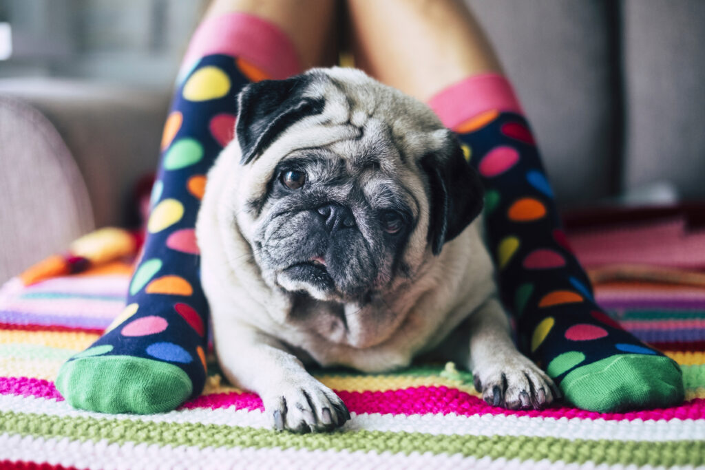 Ein Hund liegt zwischen zwei Füßen mit bunten Socken