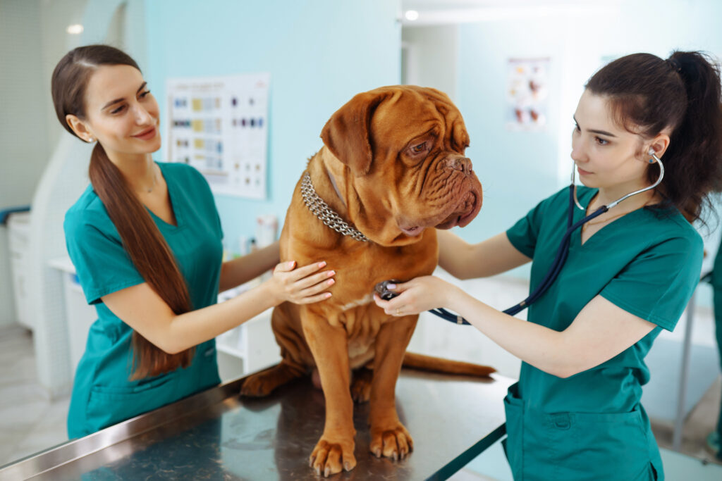 Zwei Tierarzthelferinnen untersuchen einen großen Hund in einer Tierarztpraxis