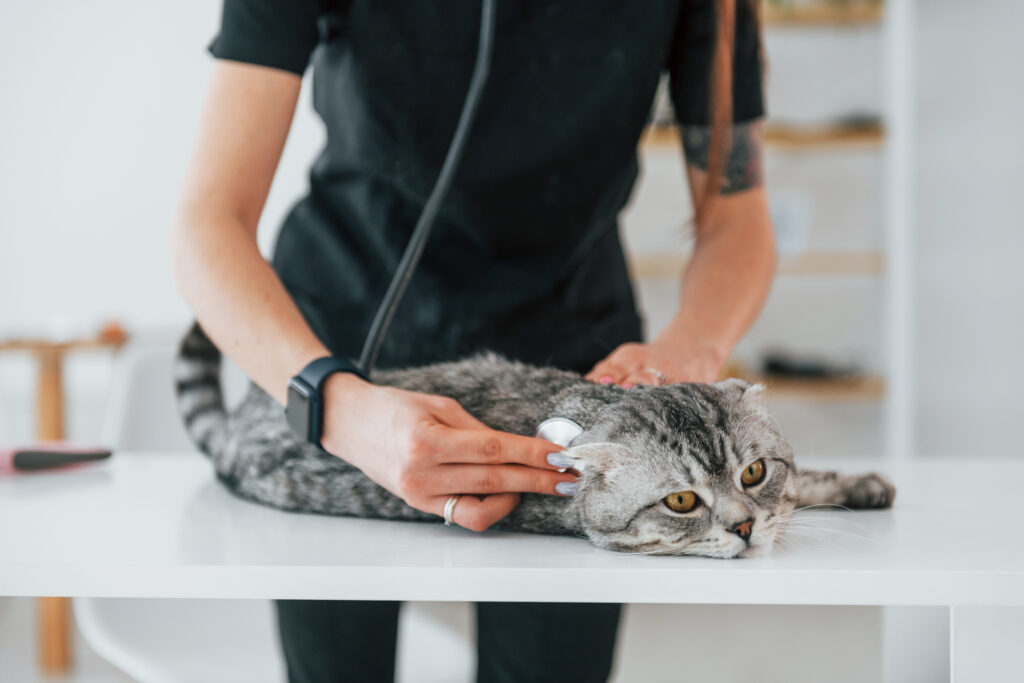 Eine Katze wird mit einem Stethoskop von einer Ärztin untersucht