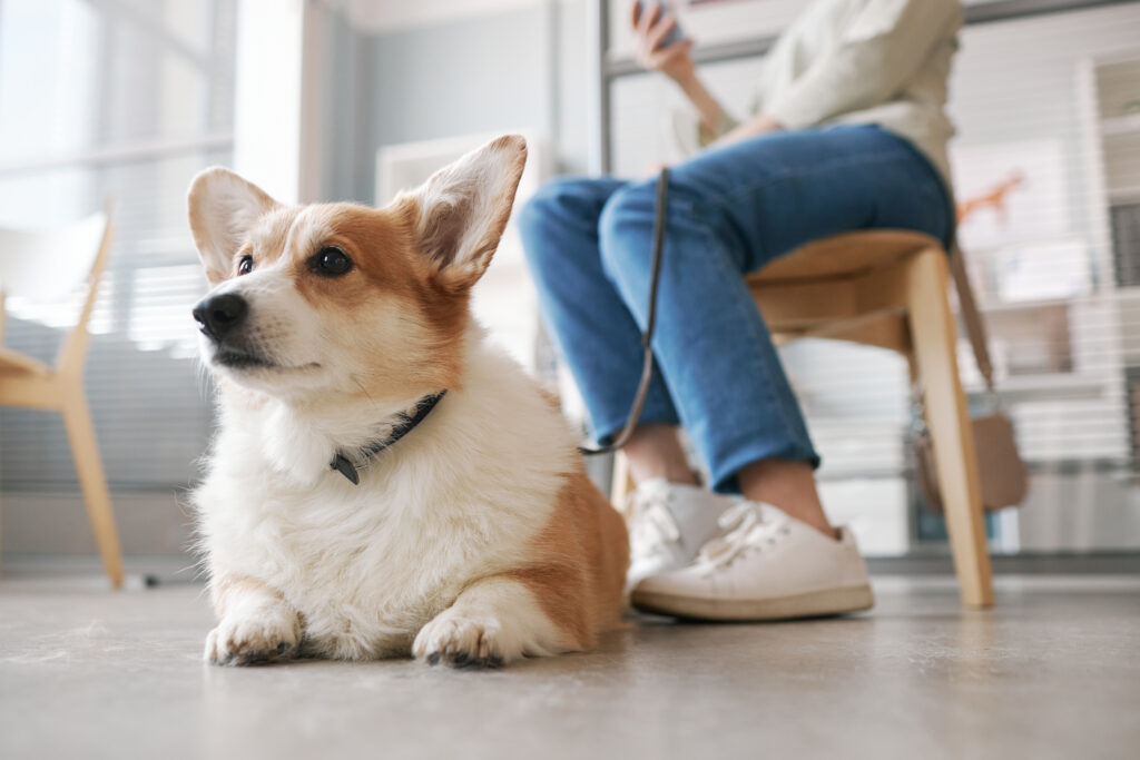 Ein Hund liegt auf dem Boden in einem Wartezimmer